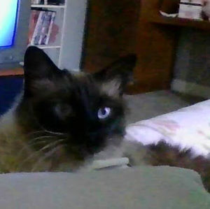 Meet your Posher, Shelby